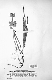 Calyptospora columnaris image